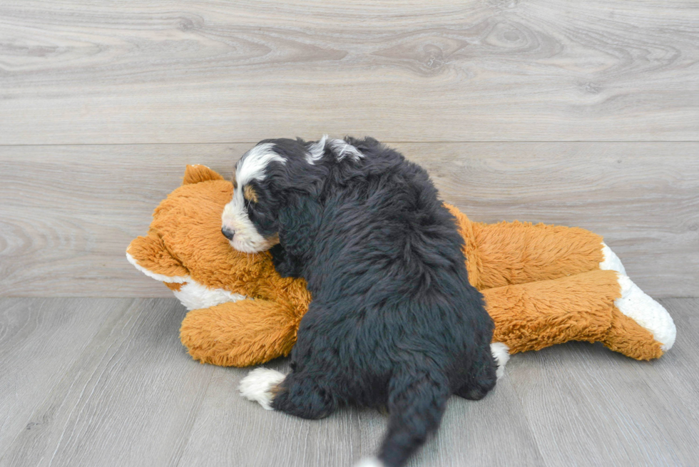 Smart Mini Bernedoodle Poodle Mix Pup