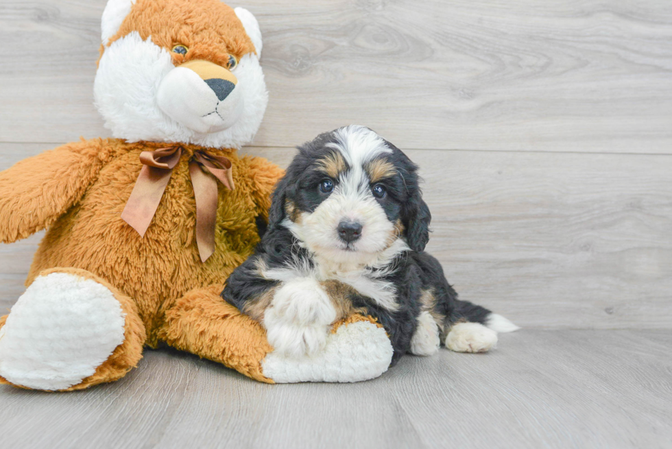 Funny Mini Bernedoodle Poodle Mix Pup