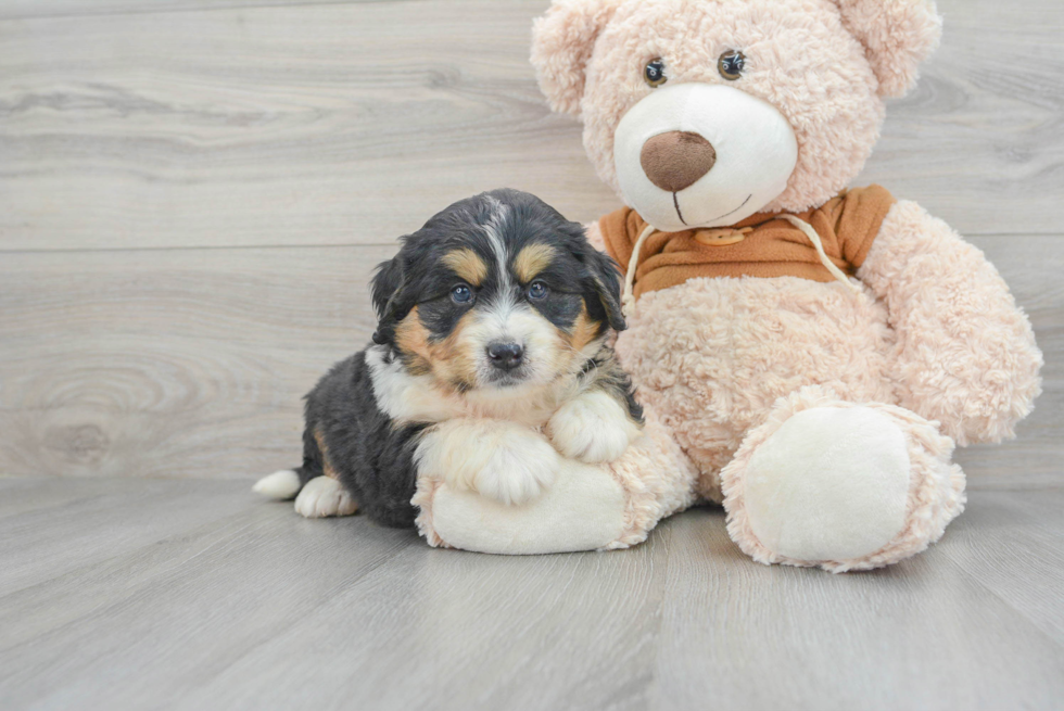 Popular Mini Bernedoodle Poodle Mix Pup