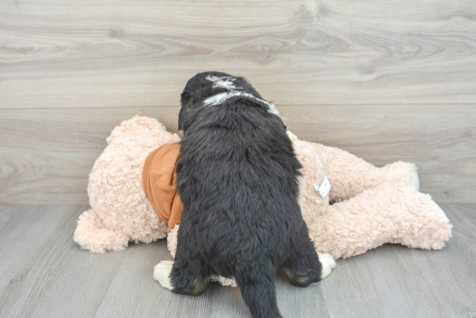 Happy Mini Bernedoodle Baby