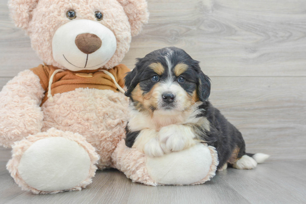 Mini Bernedoodle Pup Being Cute