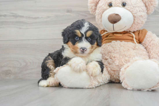 Hypoallergenic Mini Berniedoodle Poodle Mix Puppy