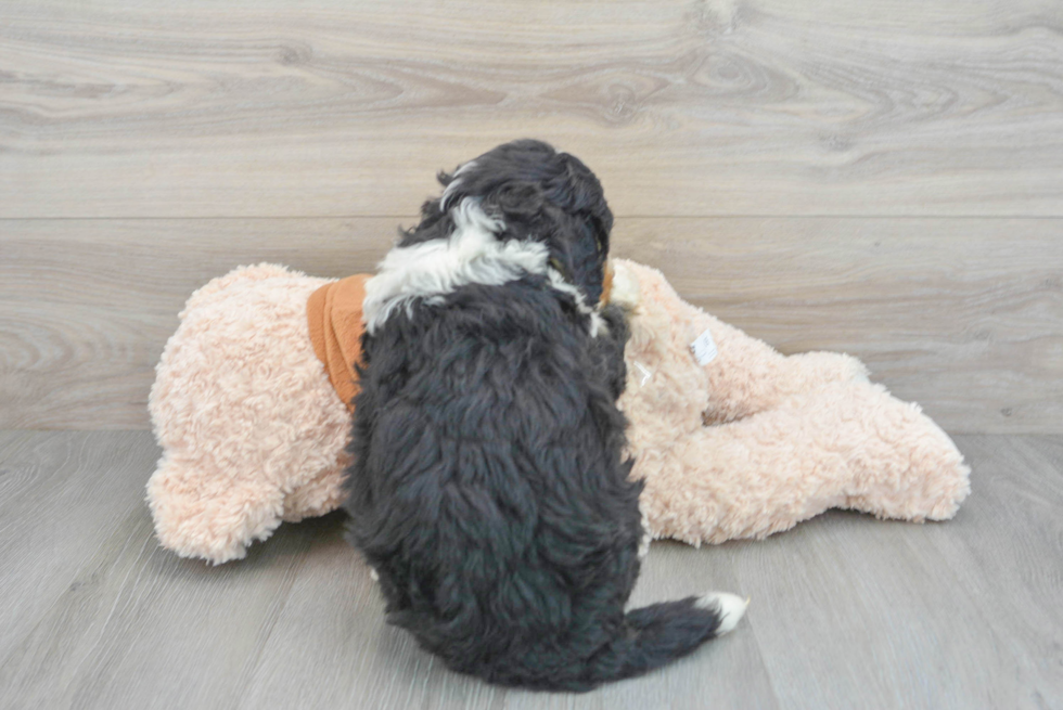 Best Mini Bernedoodle Baby