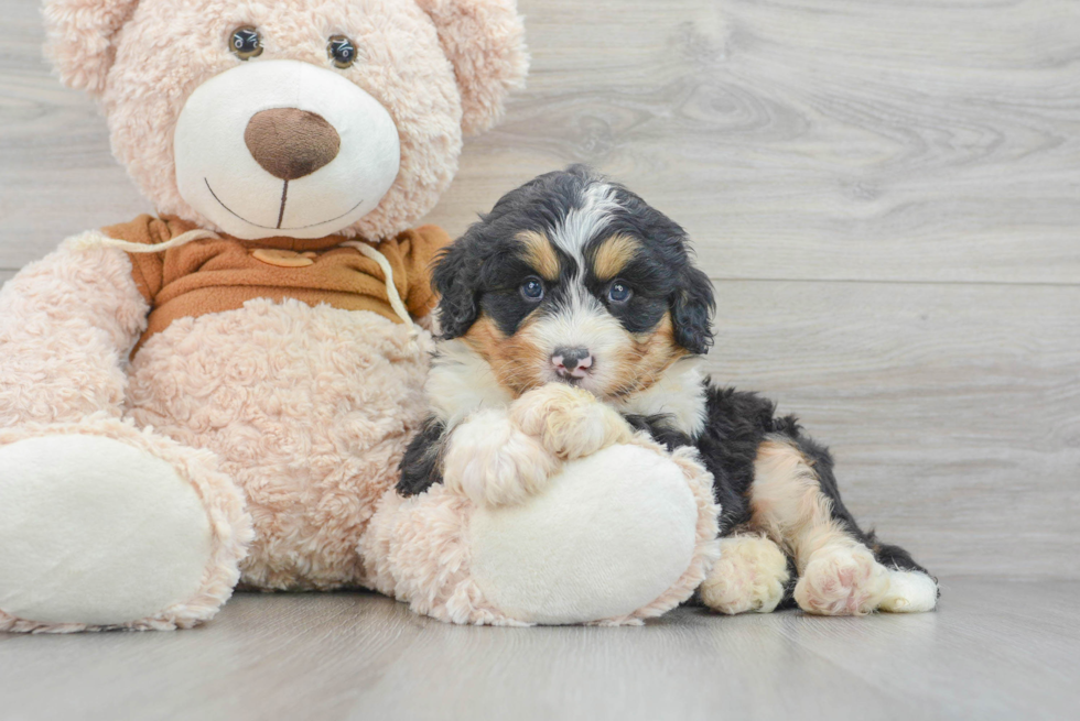 Little Mini Berniedoodle Poodle Mix Puppy