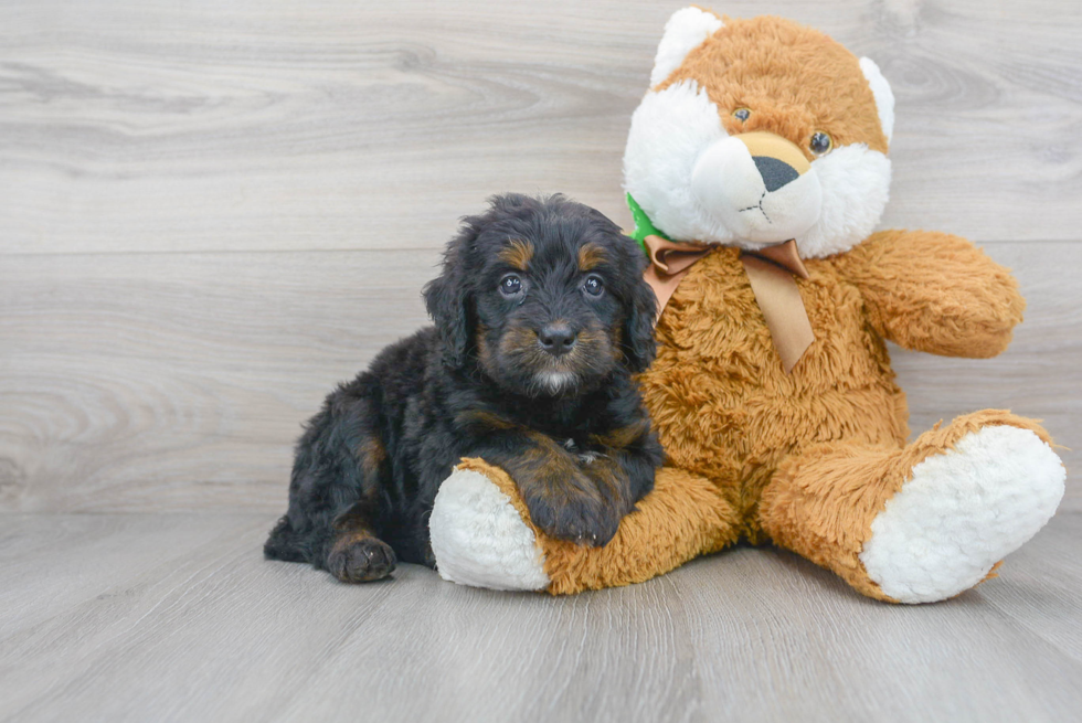 Mini Bernedoodle Pup Being Cute