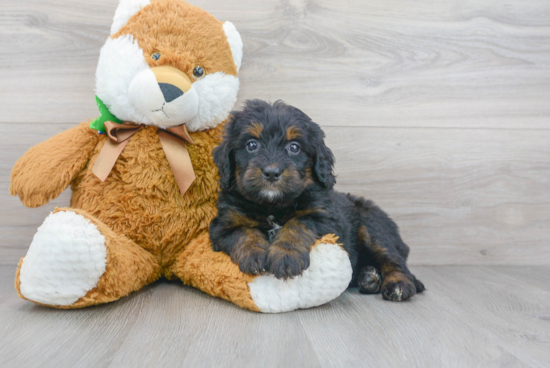 Mini Bernedoodle Puppy for Adoption