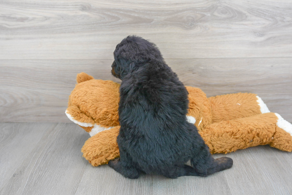 Best Mini Bernedoodle Baby