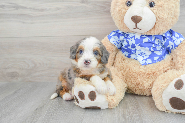 Cute Mini Bernedoodle Baby