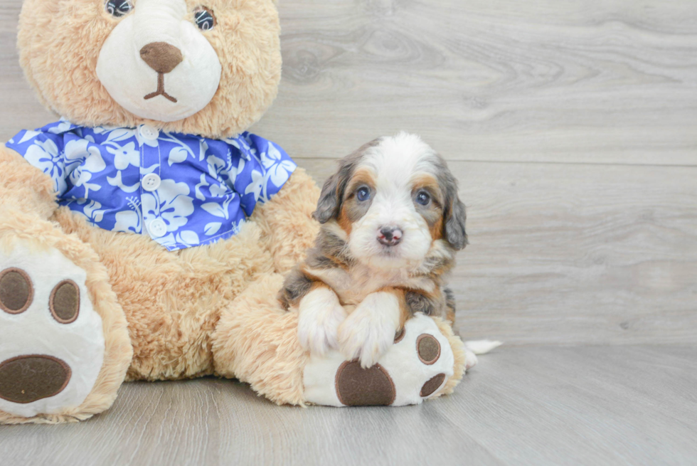 Best Mini Bernedoodle Baby