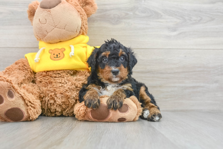 Little Mini Berniedoodle Poodle Mix Puppy