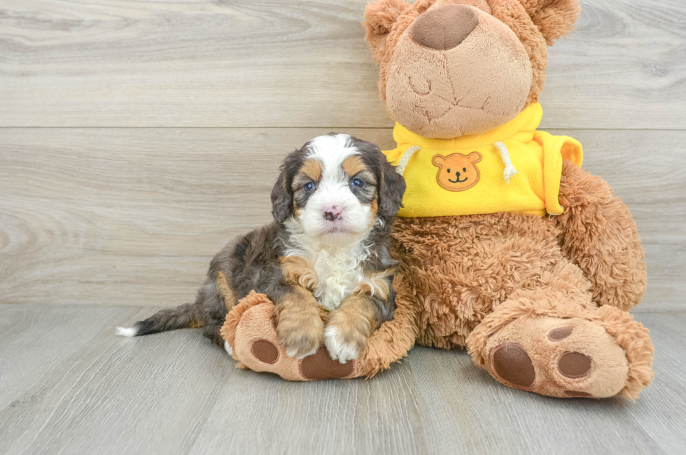 6 week old Mini Bernedoodle Puppy For Sale - Premier Pups