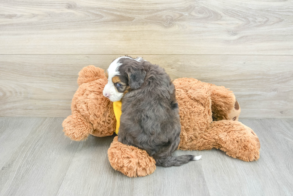 Playful Mini Bernepoo Poodle Mix Puppy