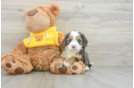 Funny Mini Bernedoodle Poodle Mix Pup