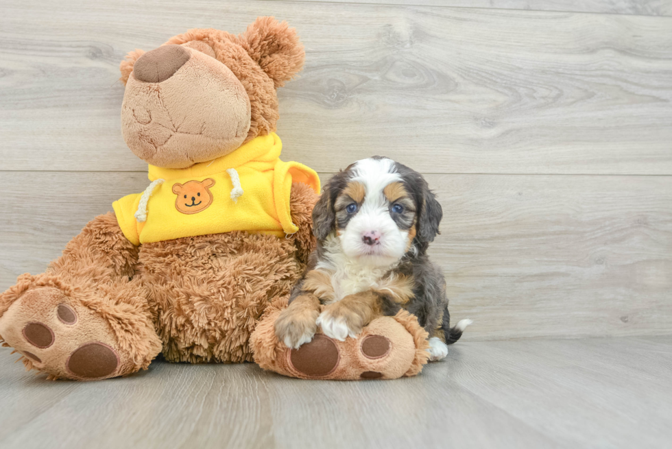 Funny Mini Bernedoodle Poodle Mix Pup