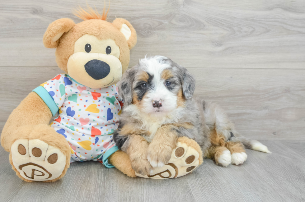 6 week old Mini Bernedoodle Puppy For Sale - Premier Pups