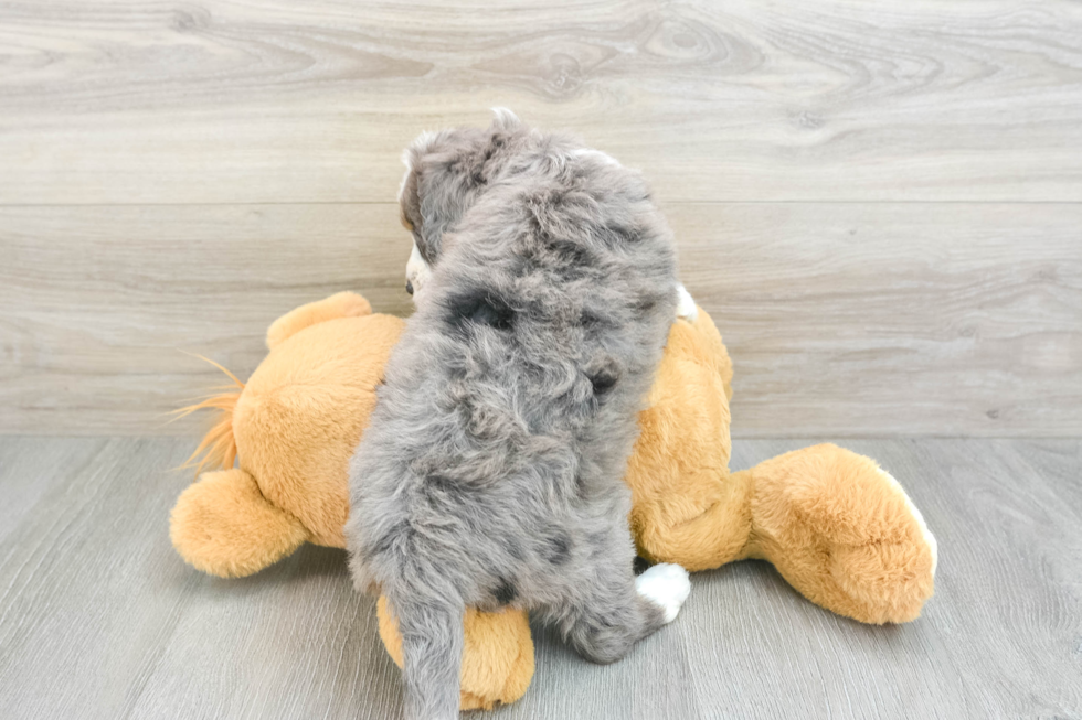 Funny Mini Bernedoodle Poodle Mix Pup