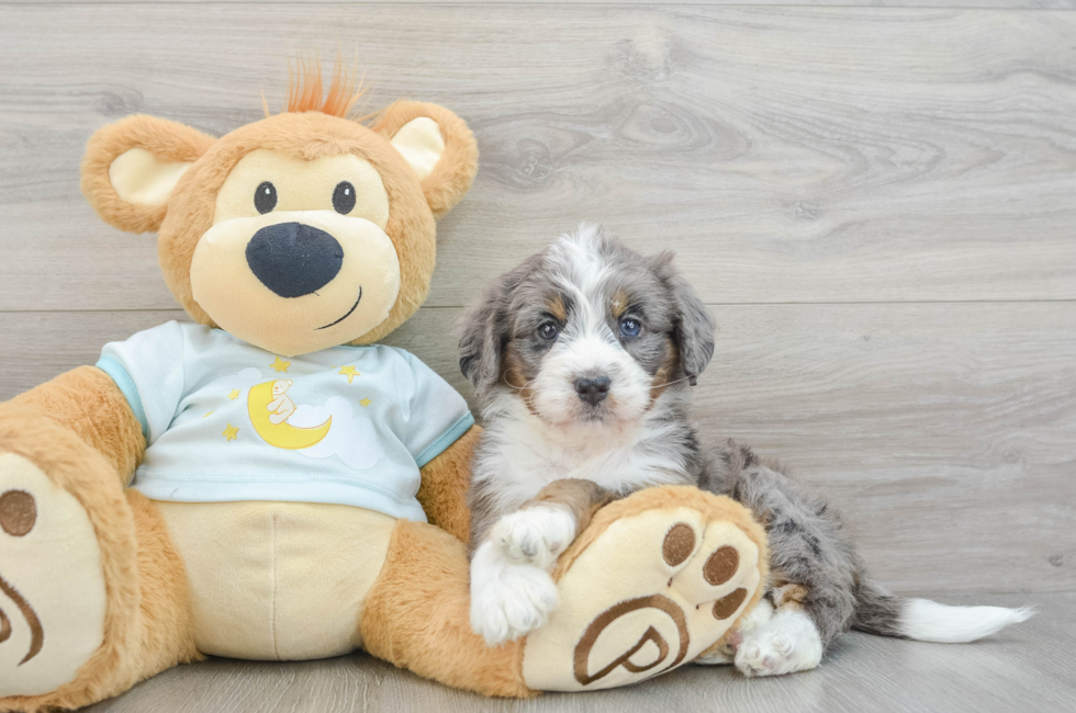 6 week old Mini Bernedoodle Puppy For Sale - Premier Pups