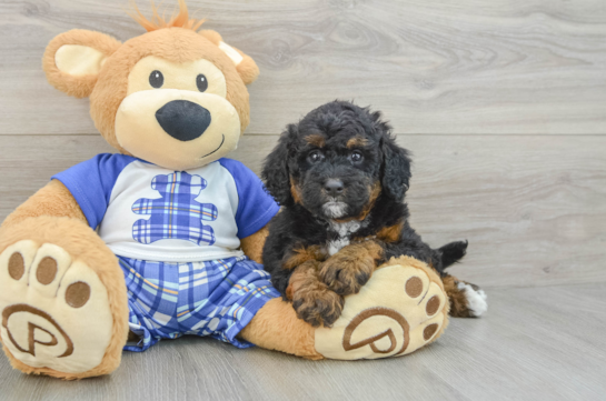 Adorable Mini Bernadoodle Poodle Mix Puppy
