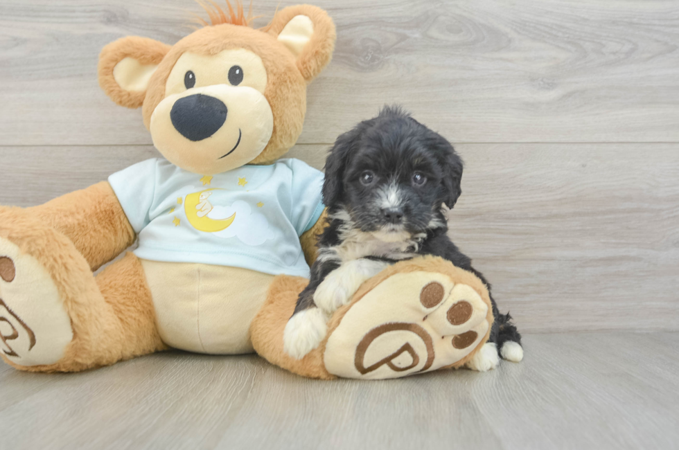 5 week old Mini Bernedoodle Puppy For Sale - Premier Pups