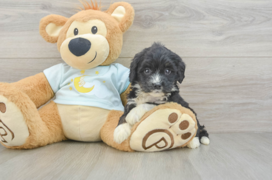 Adorable Mini Bernadoodle Poodle Mix Puppy