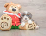 7 week old Mini Bernedoodle Puppy For Sale - Premier Pups