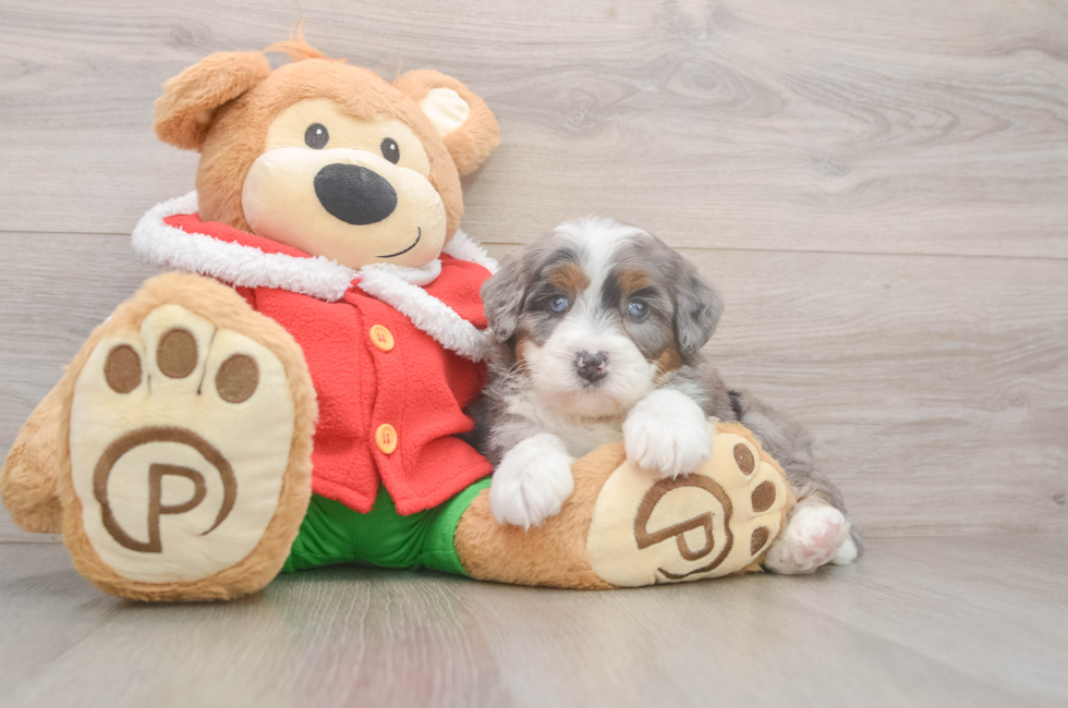 6 week old Mini Bernedoodle Puppy For Sale - Premier Pups