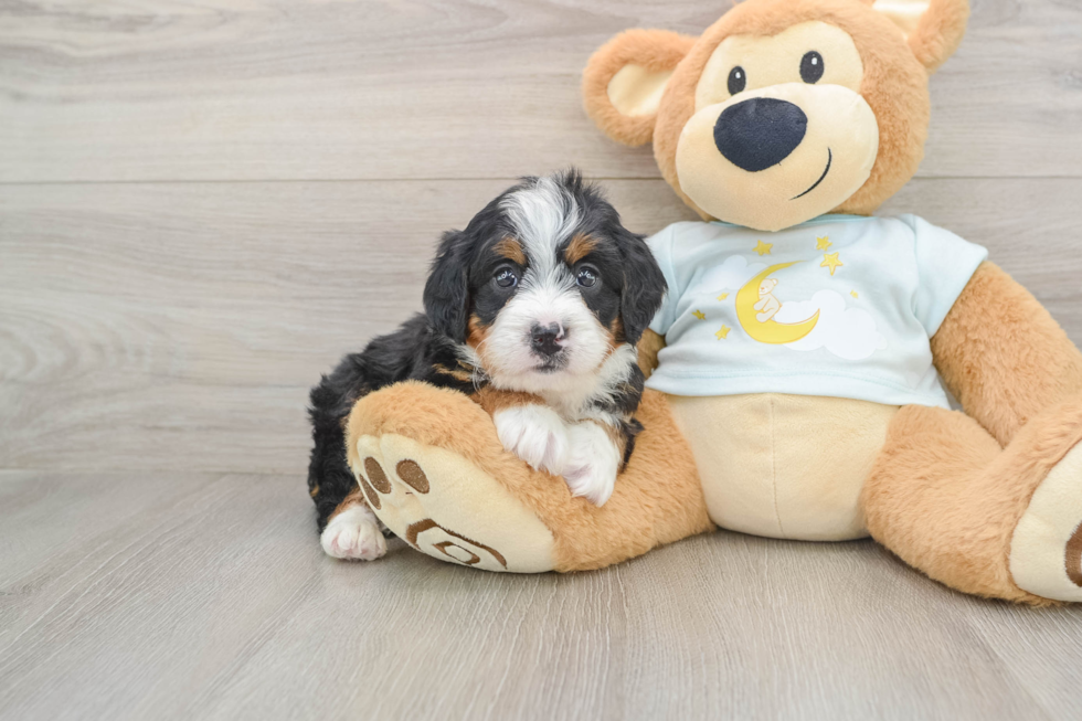 Best Mini Bernedoodle Baby