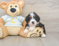 5 week old Mini Bernedoodle Puppy For Sale - Premier Pups