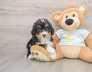 6 week old Mini Bernedoodle Puppy For Sale - Premier Pups