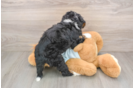 Playful Mini Berniedoodle Poodle Mix Puppy
