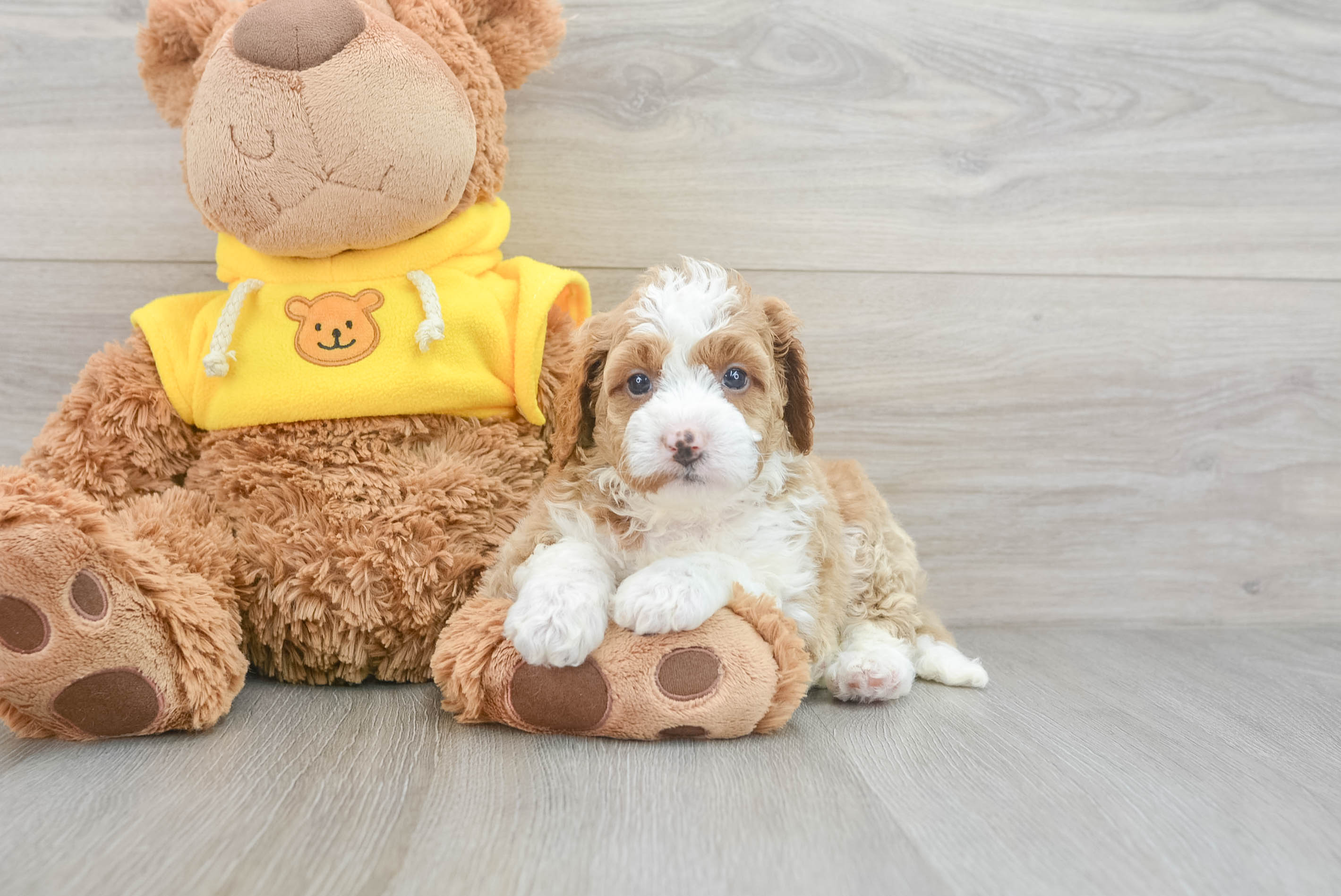 Mini Bernedoodle Puppy for Adoption