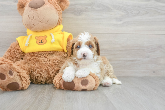 Mini Bernedoodle Puppy for Adoption