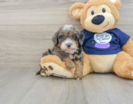 7 week old Mini Bernedoodle Puppy For Sale - Premier Pups