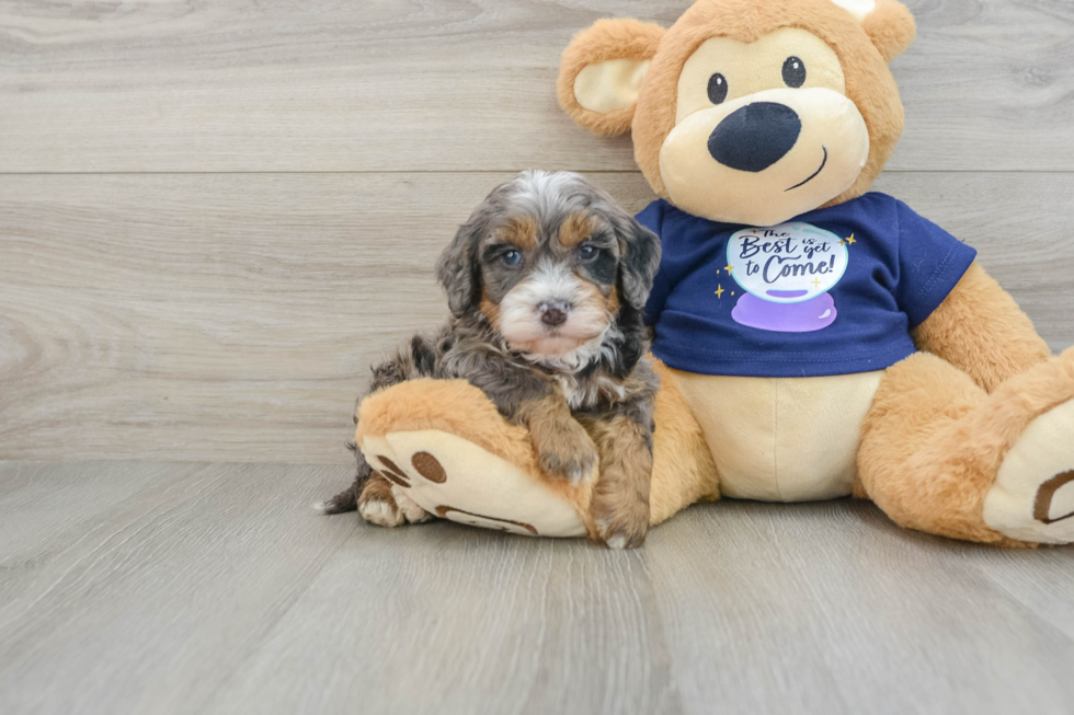 Petite Mini Bernedoodle Poodle Mix Pup