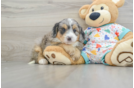 Fluffy Mini Bernedoodle Poodle Mix Pup