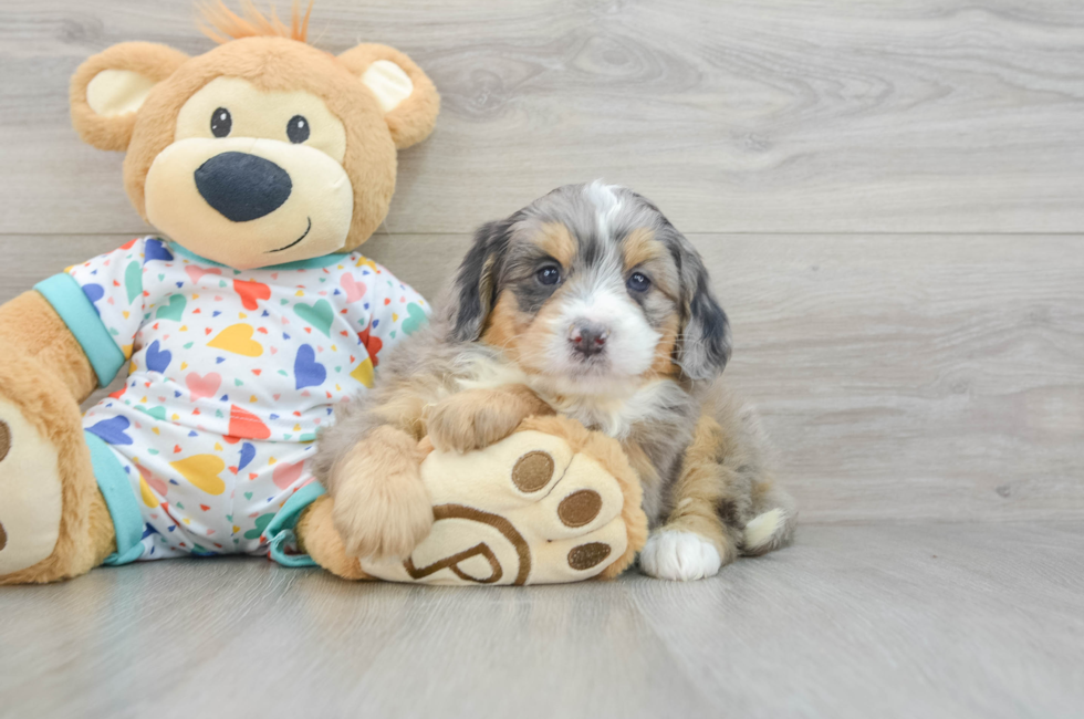 6 week old Mini Bernedoodle Puppy For Sale - Premier Pups