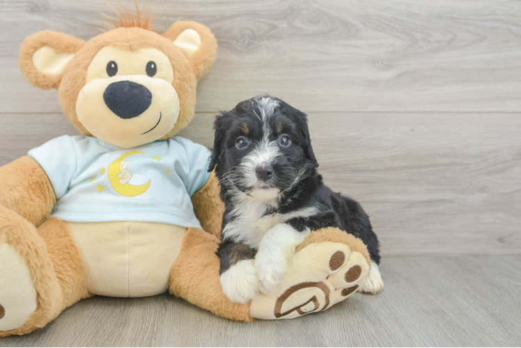 Energetic Mini Bernesepoo Poodle Mix Puppy