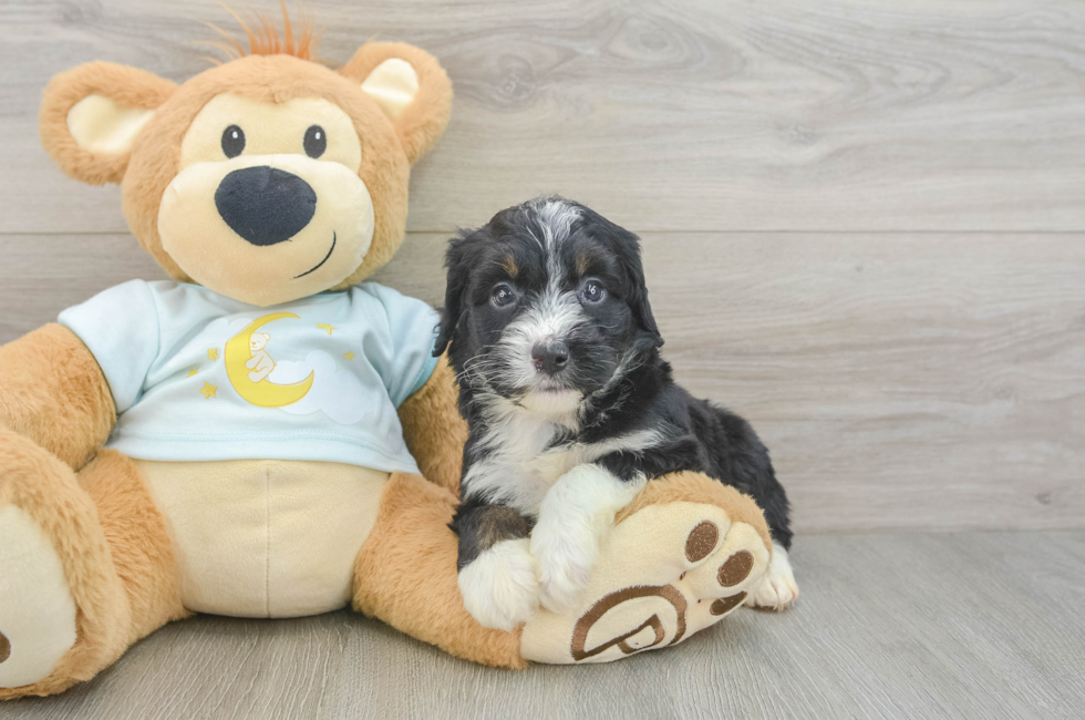 5 week old Mini Bernedoodle Puppy For Sale - Premier Pups