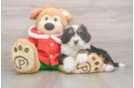 Energetic Mini Berniedoodle Poodle Mix Puppy