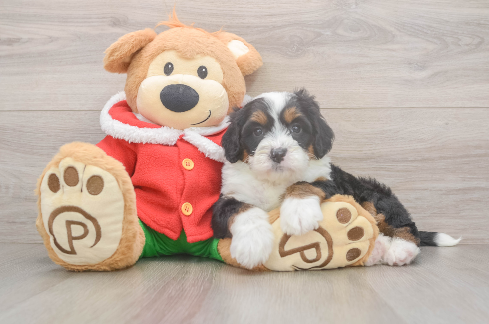 6 week old Mini Bernedoodle Puppy For Sale - Premier Pups