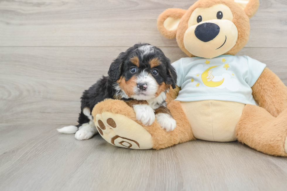 Adorable Mini Bernadoodle Poodle Mix Puppy