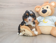 6 week old Mini Bernedoodle Puppy For Sale - Premier Pups