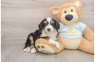 Petite Mini Bernedoodle Poodle Mix Pup