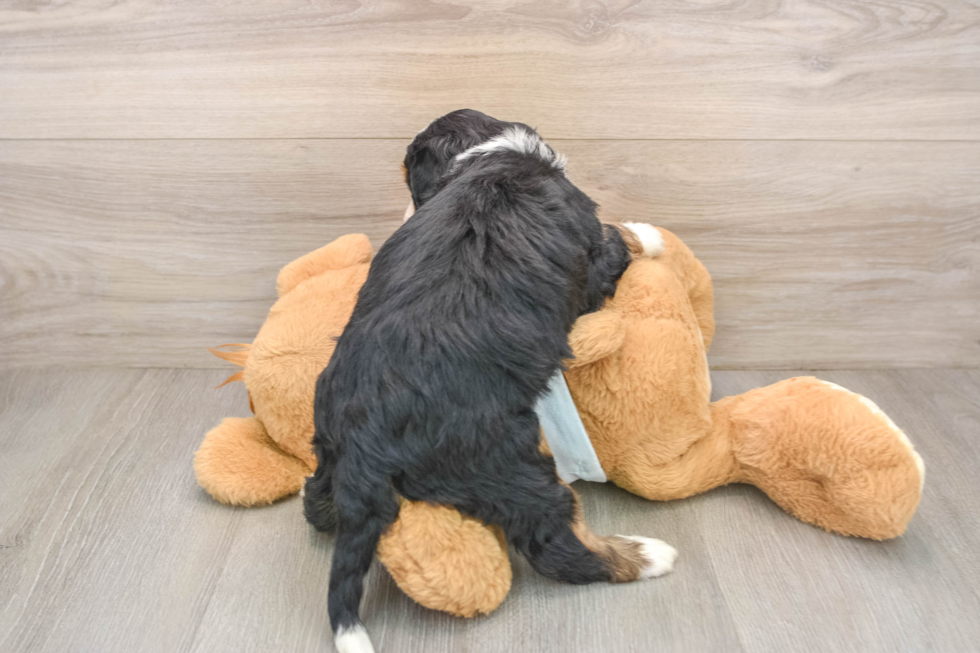 Mini Bernedoodle Pup Being Cute
