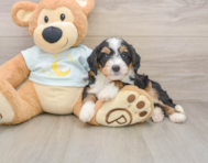 7 week old Mini Bernedoodle Puppy For Sale - Premier Pups