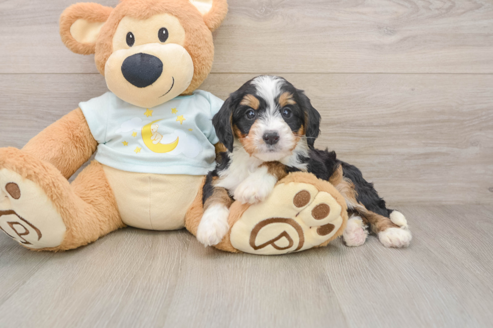 Mini Bernedoodle Puppy for Adoption