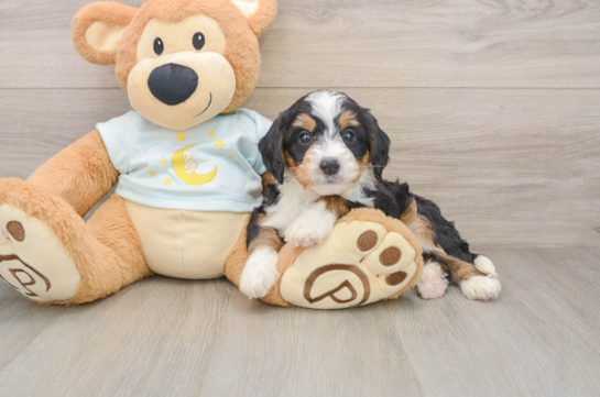 Mini Bernedoodle Puppy for Adoption