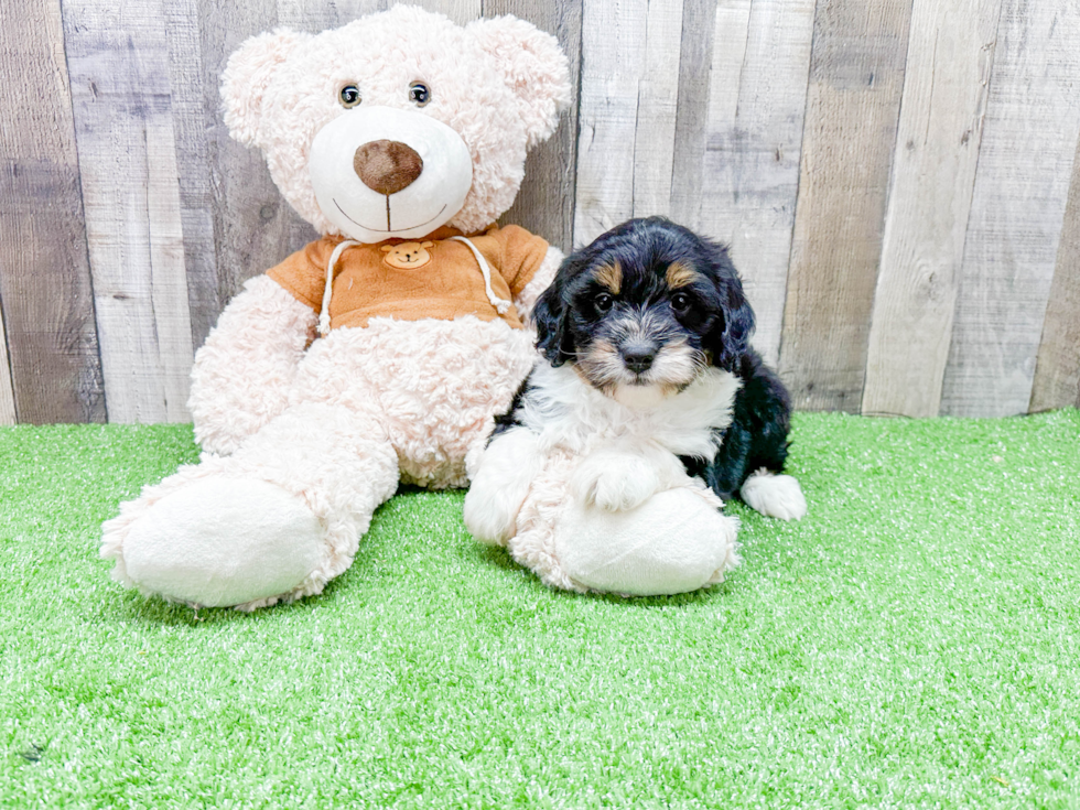 Best Mini Bernedoodle Baby