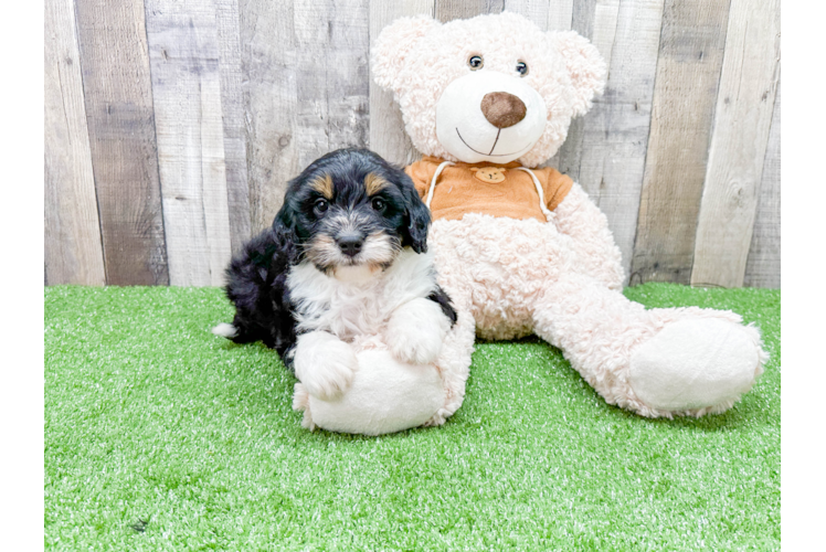 Sweet Mini Bernedoodle Baby