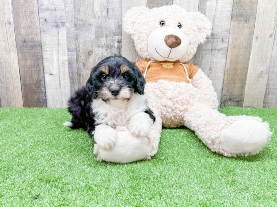 Sweet Mini Bernedoodle Baby